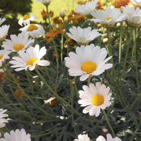 Haus Glanzern Westendorf